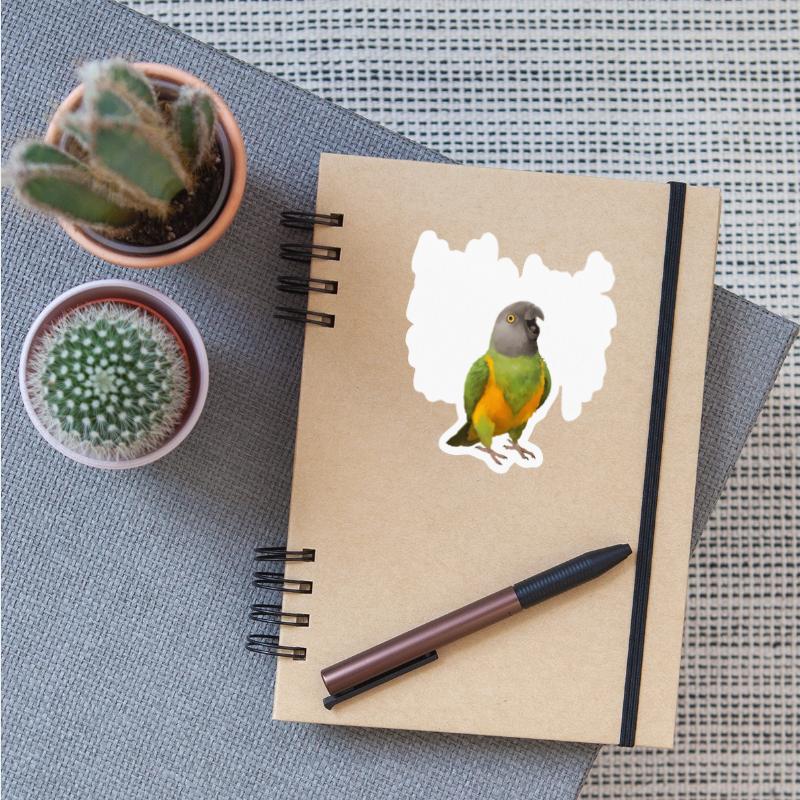 Screaming Senegal Parrot